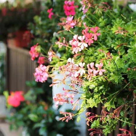 Elbadoc Village Camping Cavo